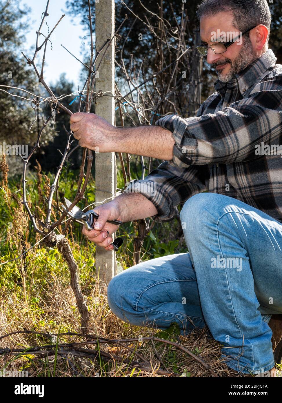 Caucasian wine grower at work engaged in pruning the vine with