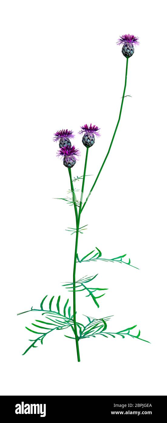 3D rendering of Centaurea Jacea or brown or brownray knapweed flowers isolated on white background Stock Photo