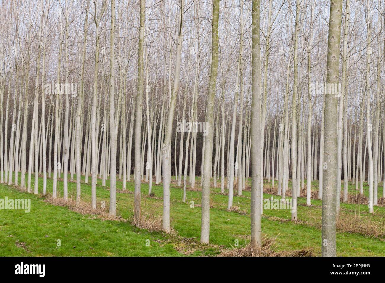 Cultivation of beech trees. Firewood Stock Photo Alamy