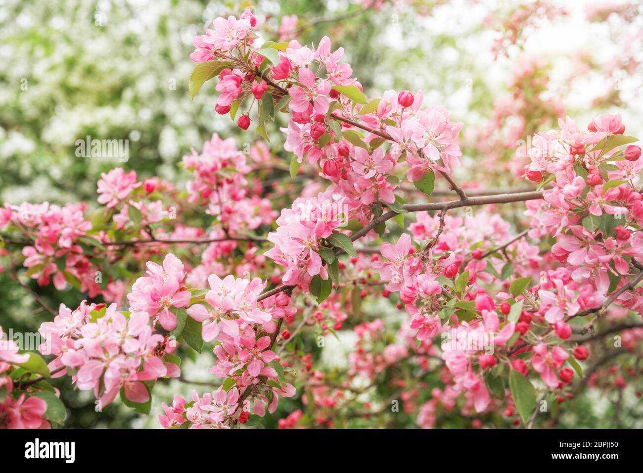 Spring natural background. Blooming decorative apple tree with delicate pink flowers and buds Stock Photo