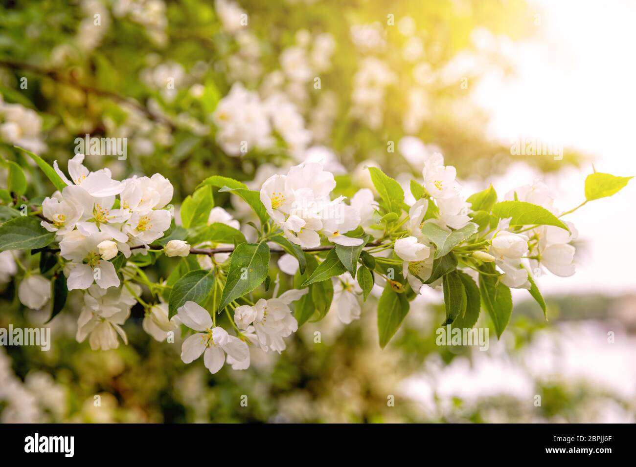 Spring natural background. Branch of blossoming apple tree with delicate flowers and buds in the sunlight Stock Photo