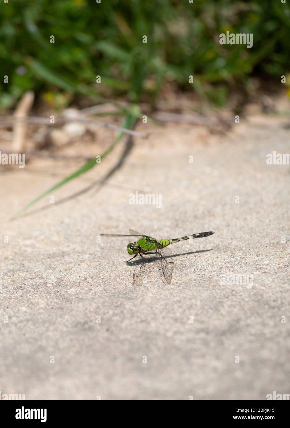 Pondhawk dragonfly that has just landed on a sidewalk Stock Photo