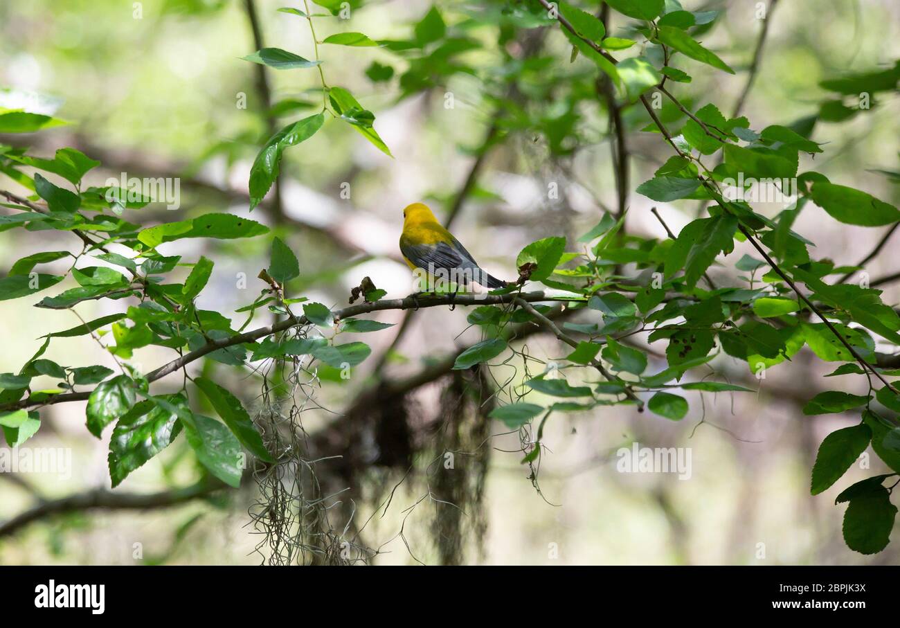 Prothonotary warbler (Protonotaria citrea) perched in a tree Stock Photo