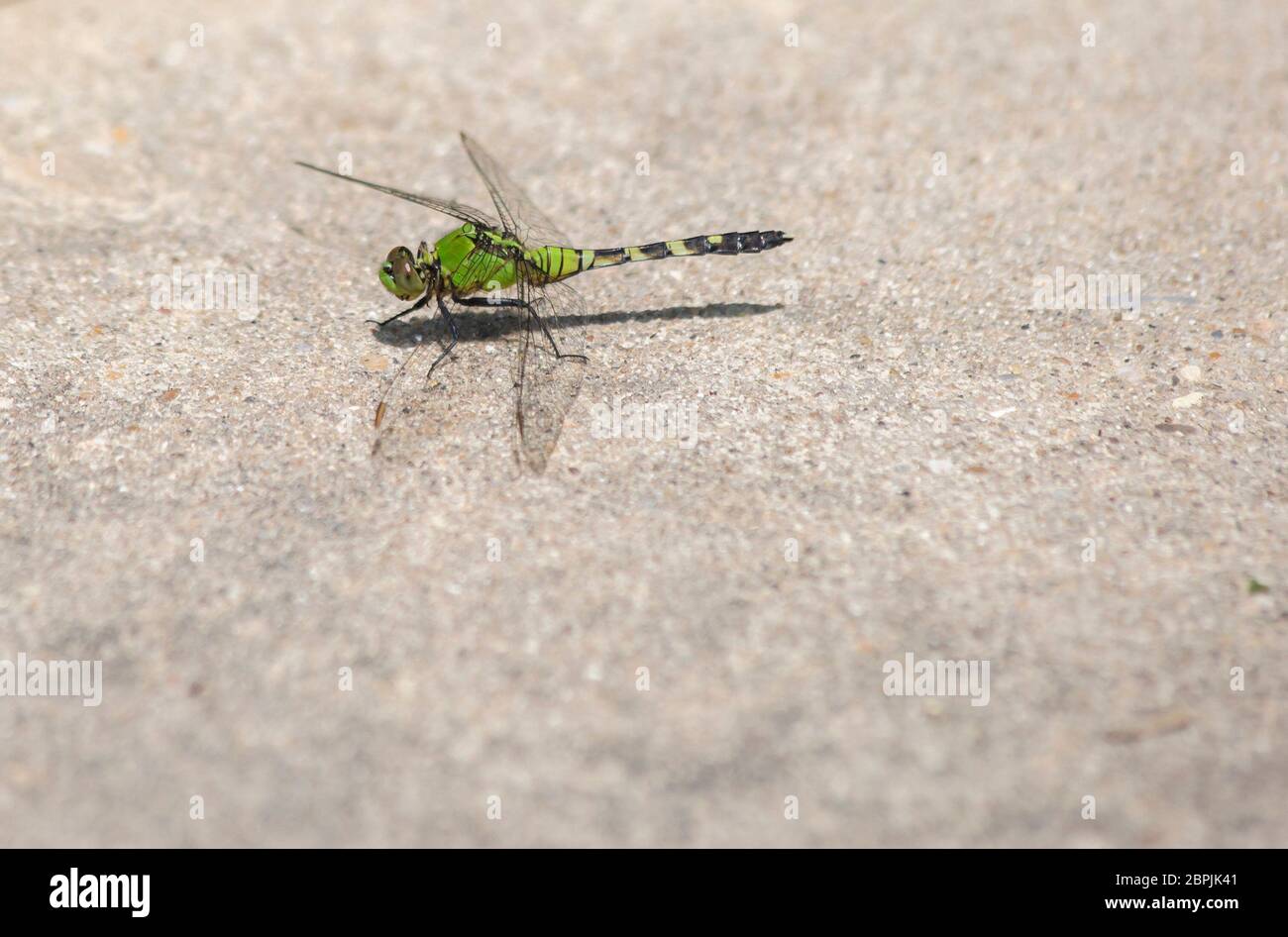 Pondhawk dragonfly that has just landed on a sidewalk Stock Photo