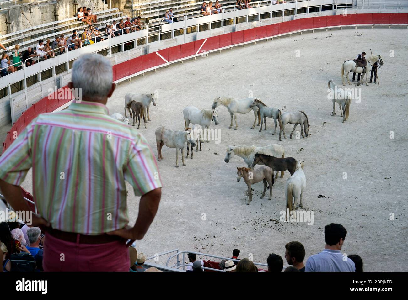 Audiences watching the Camargue cowboys aka Gardians showing their skill of horse riding and cattle herding in ancient Roman Amphitheater. Arles.Bouches-du-Rhone.Alpes-Cote d'Azur.France Stock Photo