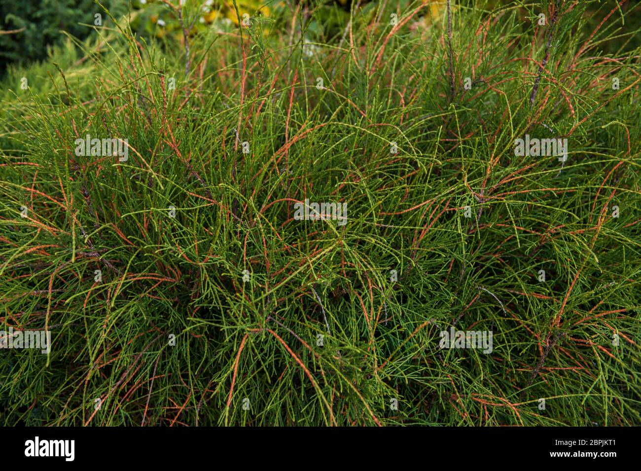 Green western thuja bush. Thuja occidentalis filiformis. Close up of a branch of thuja tree Stock Photo