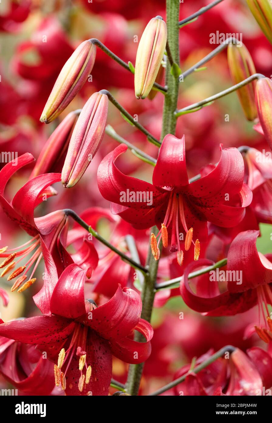 Deep red, spotted Lilium 'Red Velvet', Lily 'Red Velvet' Stock Photo