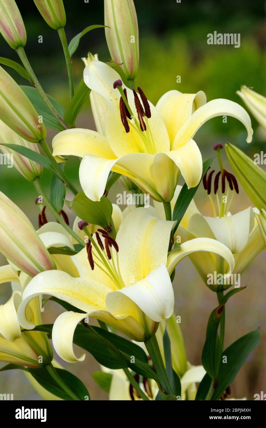 Lilium 'Felino', Orienpet Hybrid Lily 'Felino', lily 'Felino' Stock Photo