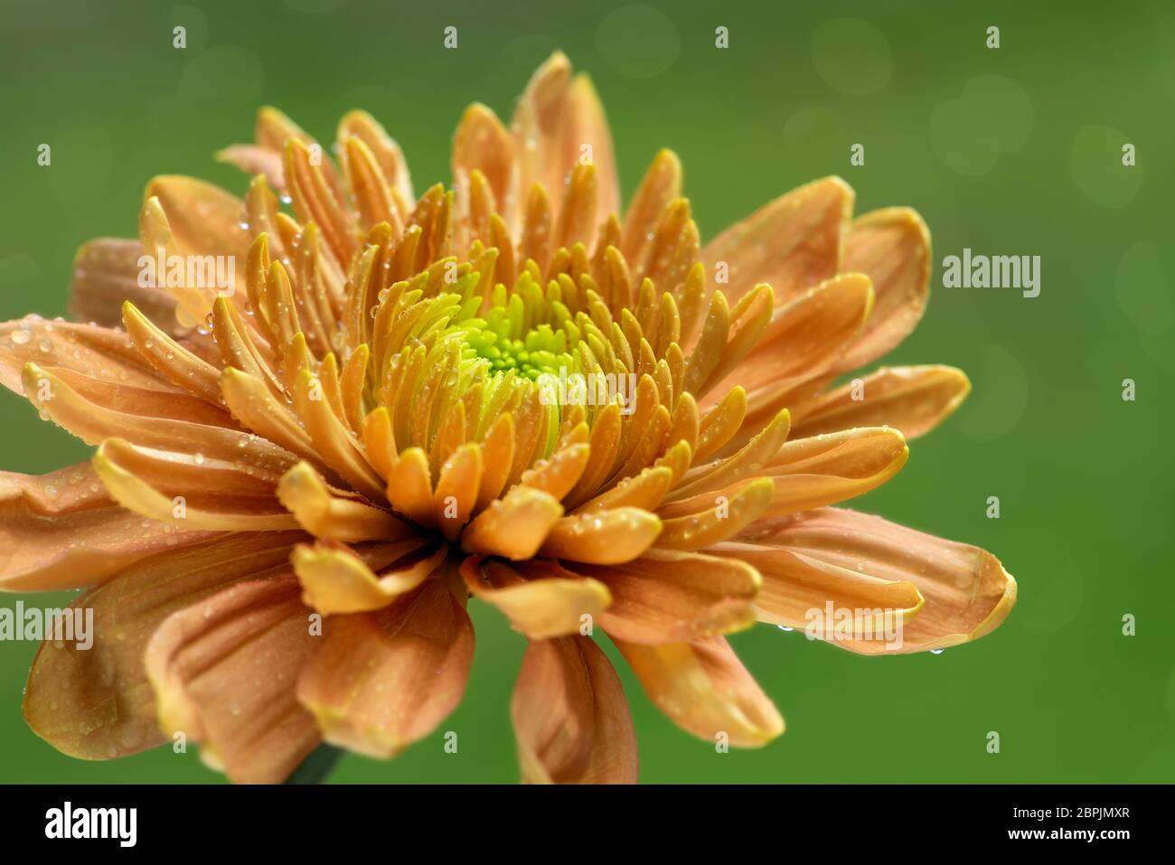 Blooming orange chrysanthemum flower on a soft green background Stock Photo