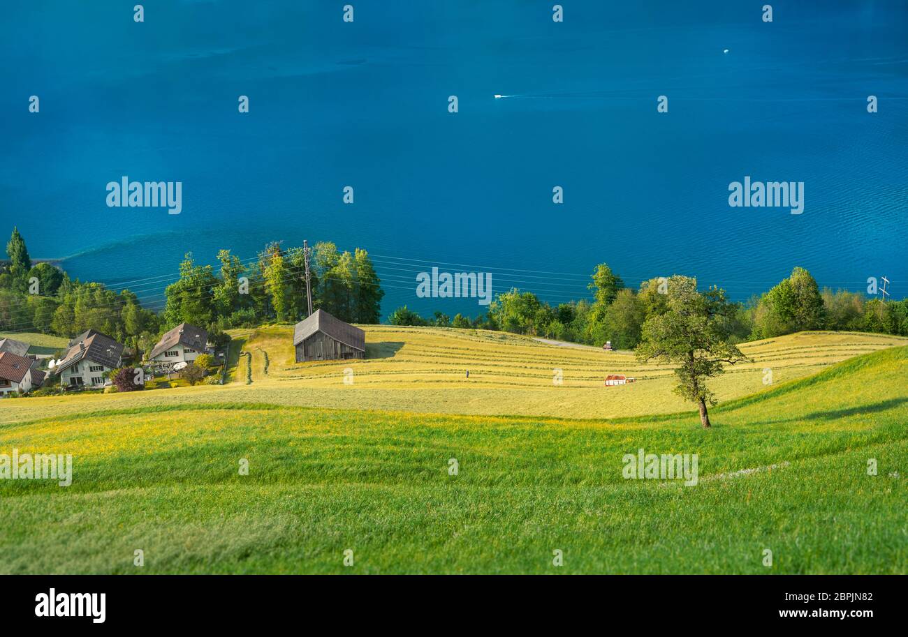 Walensee Spring Spring landscape with green and yellow curved meadows, a Swiss village ...