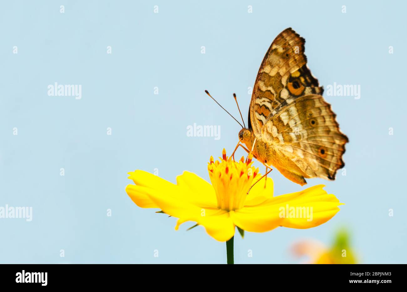Lovely butterfly on yellow flower with light blue background Stock Photo