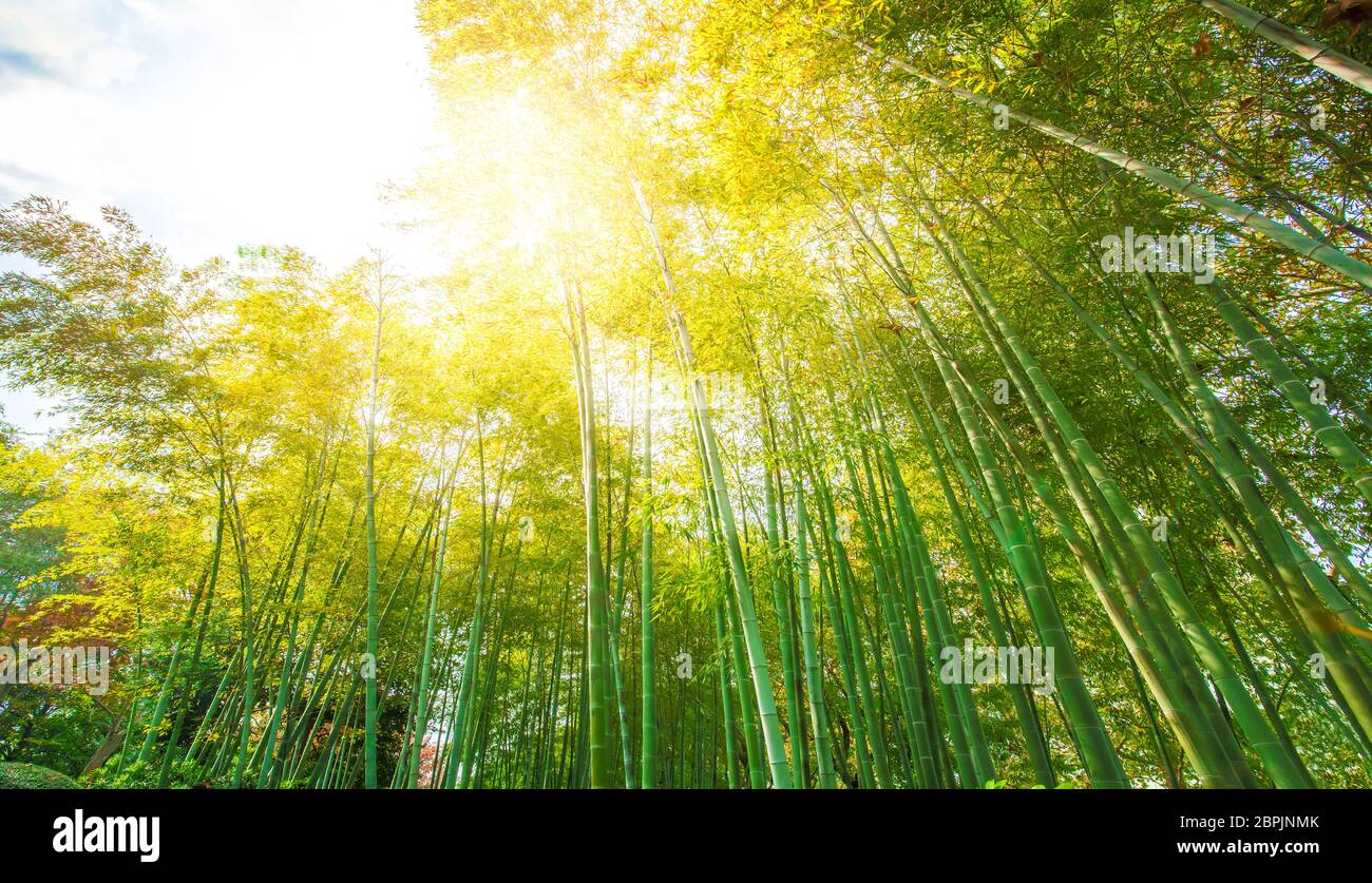 bamboo forest in sun light Stock Photo