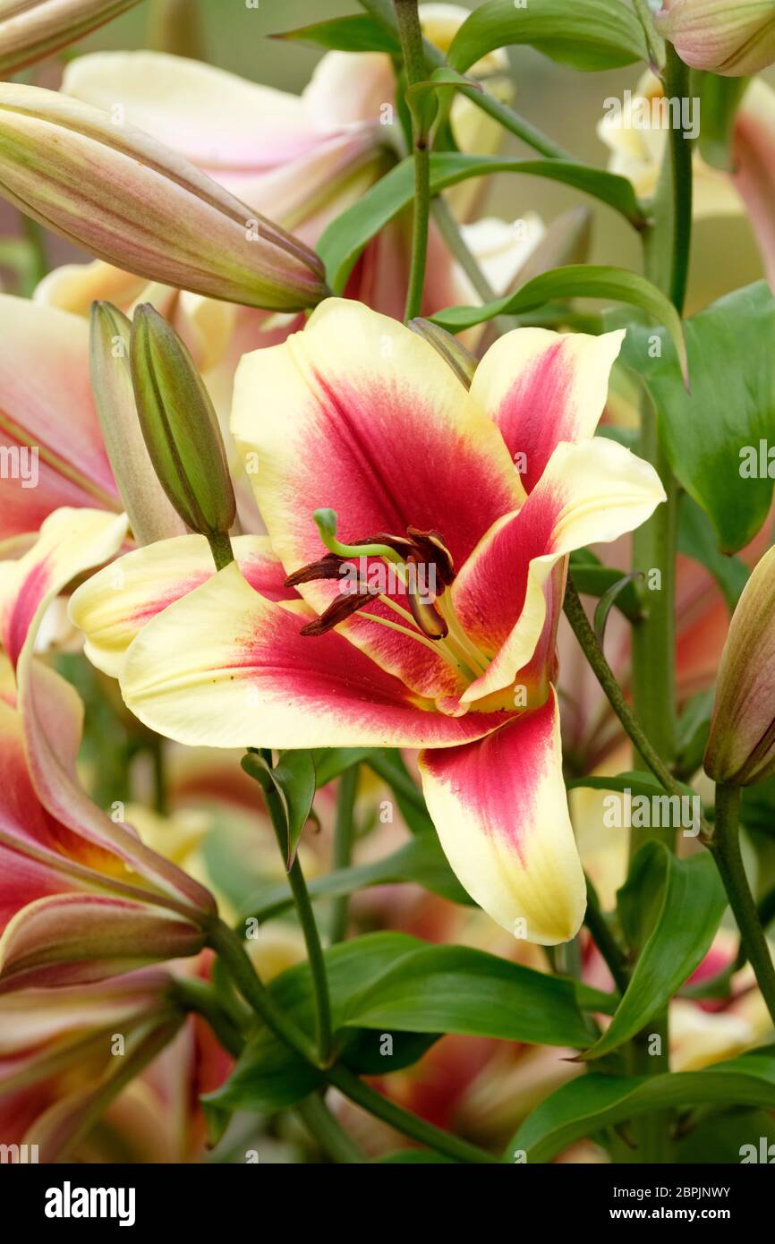 Lilium 'Flavia' Oriental Trumpet Lily, Flavia Orienpet Hybrid Lily Stock Photo