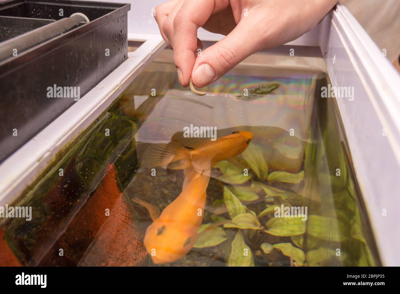 Гуппи в аквариуме. Аквариумные рыбки кушают. Кормления аквариумных рыб. Кормления аквариумных рыб. Скалярии кои мальки.