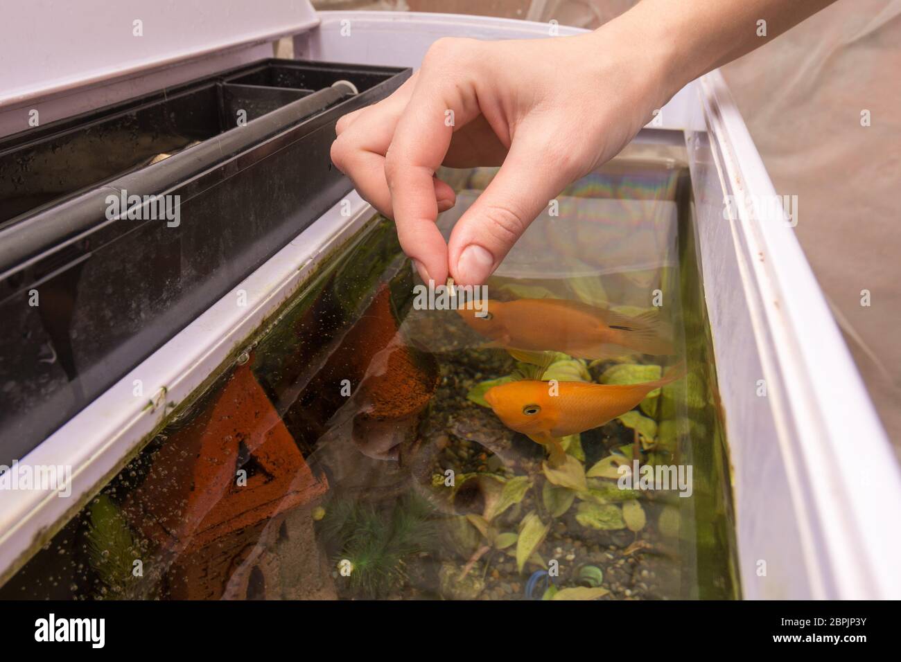 Feeding aquarium fish with dry large food Stock Photo Alamy