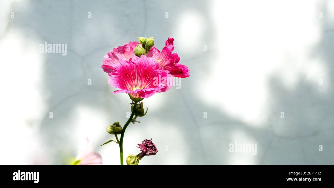 Pink Hollyhock blossom flower with blurred old white wall background in sunlight, Althaea rosea flower, Nature Background Stock Photo