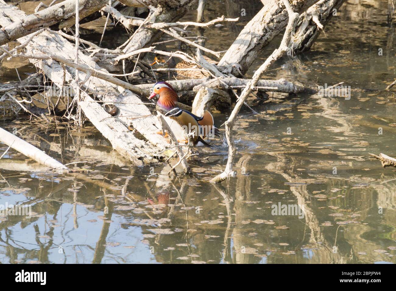 Mandarin duck close up from Sile river natural park. Italian wildlife ...