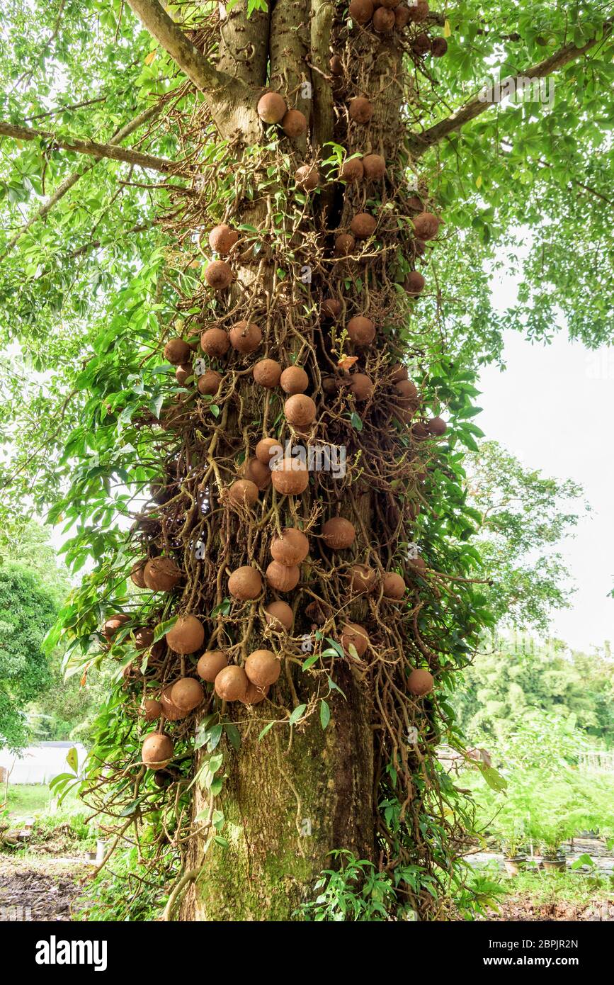 Shala tree or Sal tree (Shorea robusta) and its fruits Stock Photo