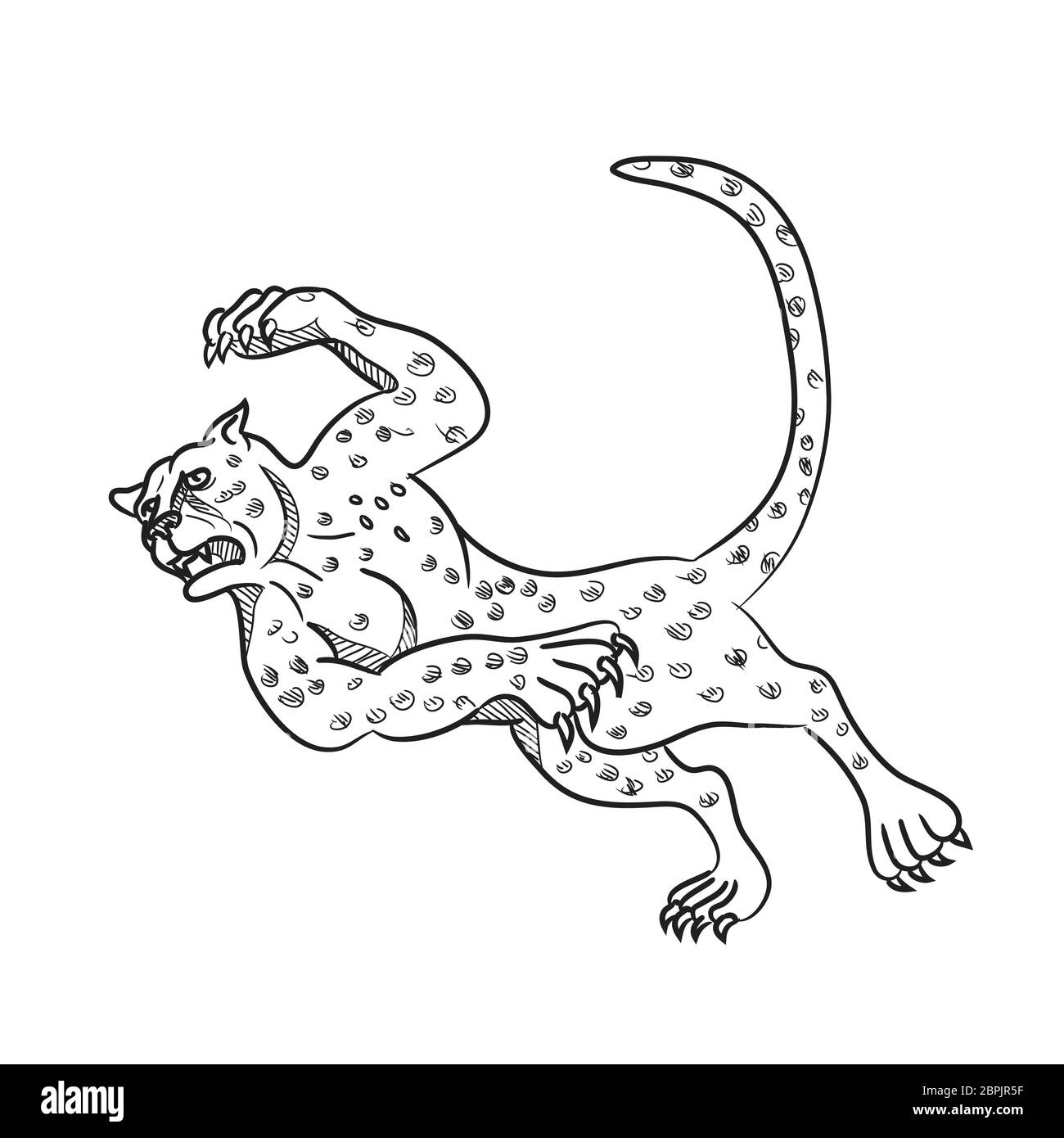 Cartoon style illustration of a cheetah running, tripping and then falling down done in black and white on isolated background. Stock Photo