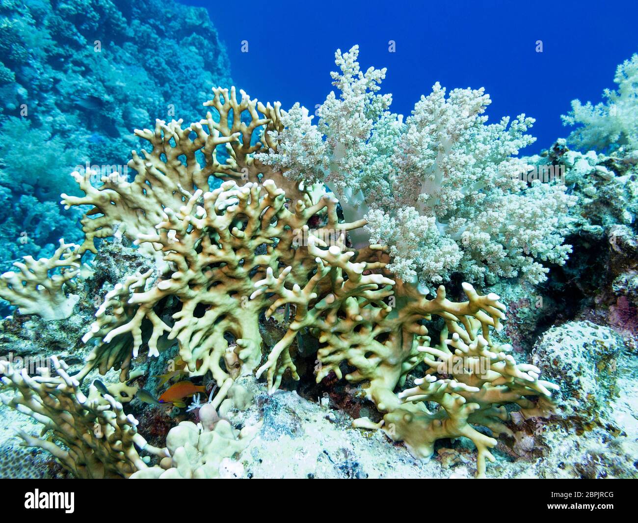 Colorful coral reef at the bottom of tropical sea, fire coral and broccoli coral, underwater landscape Stock Photo