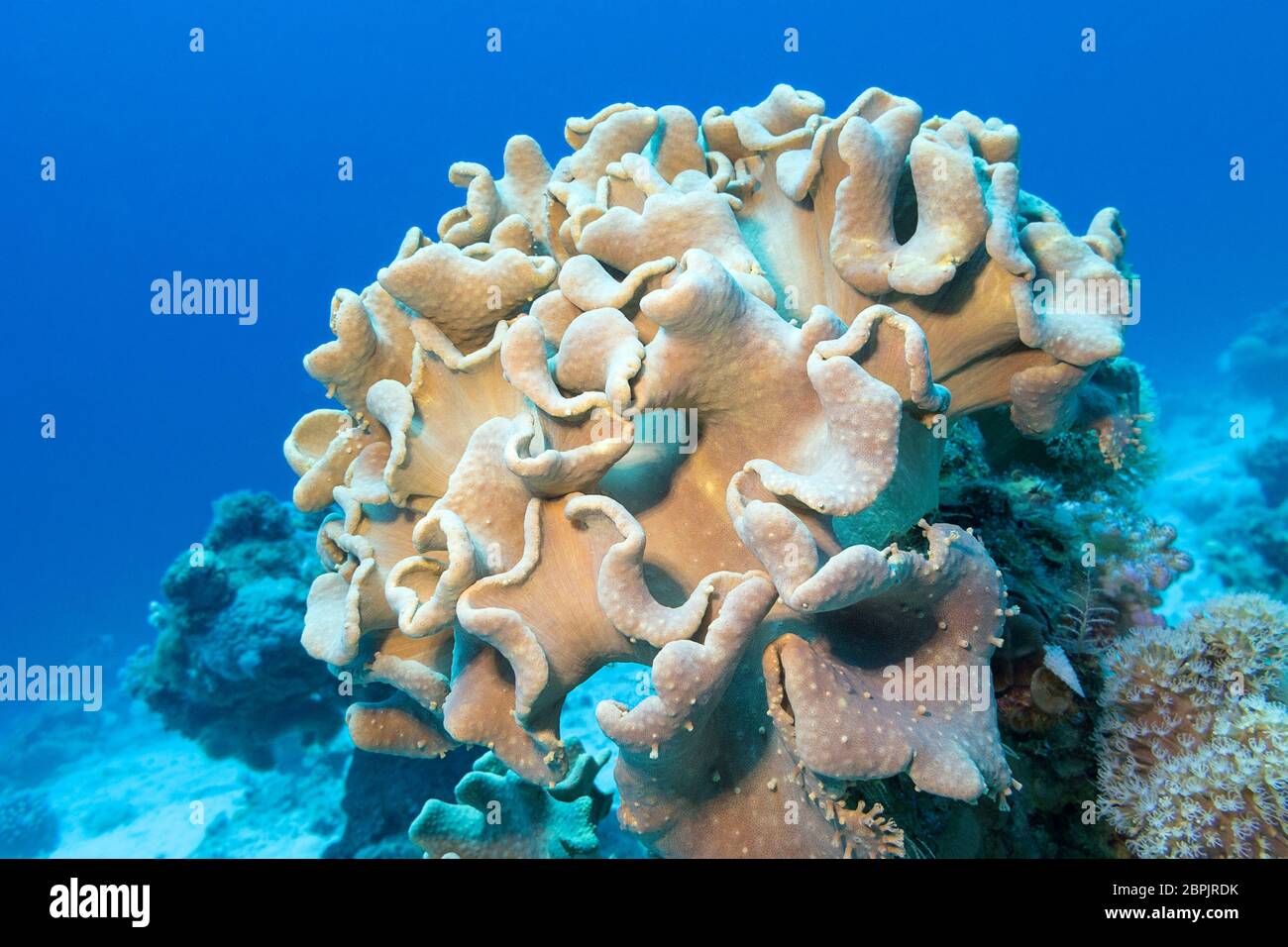 Colorful coral reef at the bottom of tropical sea, leather mushroom coral, underwater landscape Stock Photo