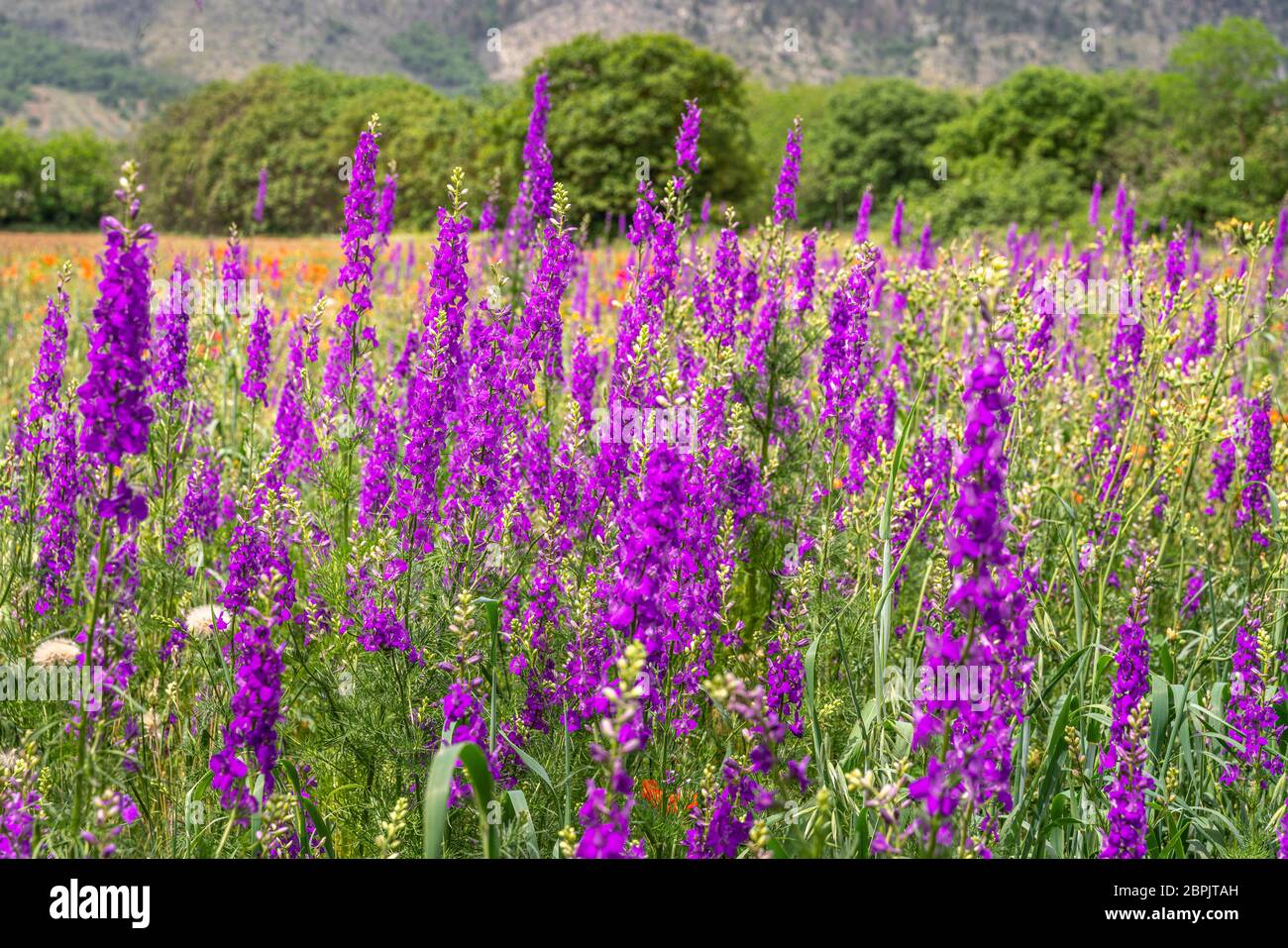 a meadow of Consolida orientalis Stock Photo