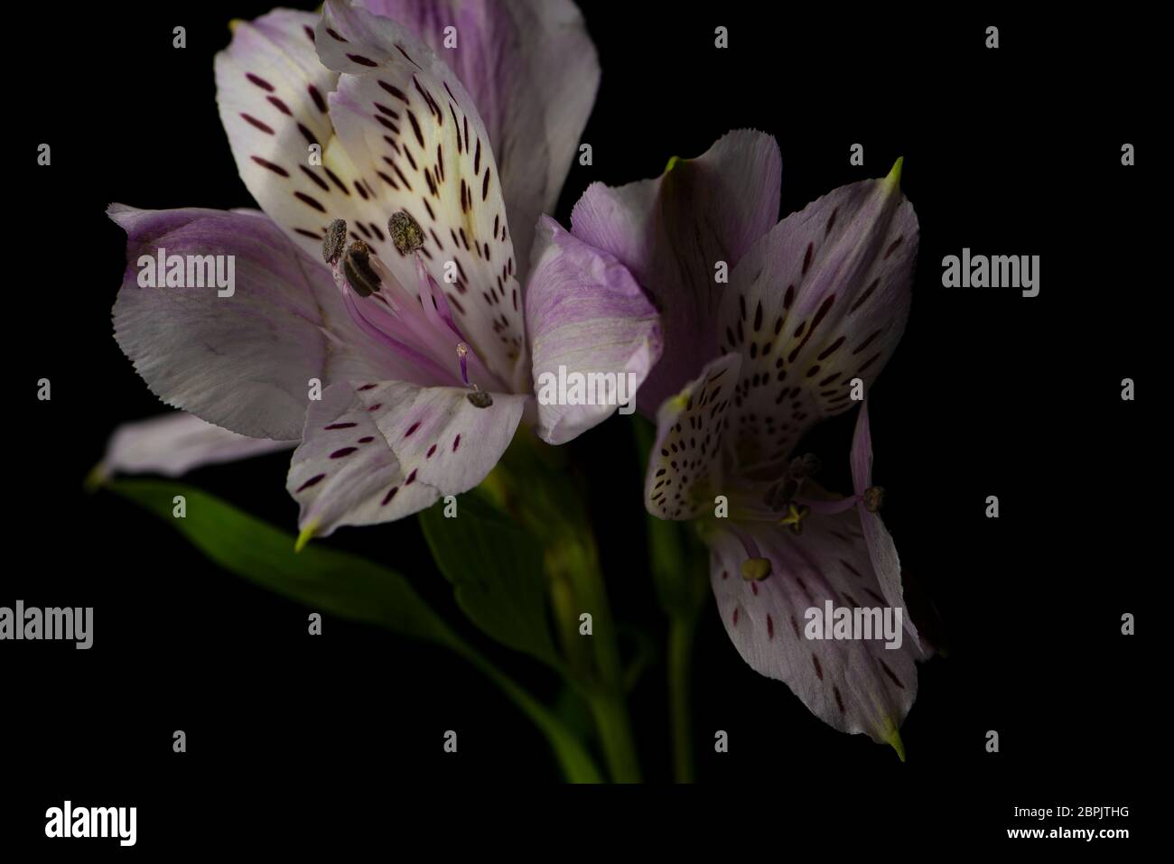 Purple Peruvian Lily, or Lily of the Incas, flower on a black background Stock Photo