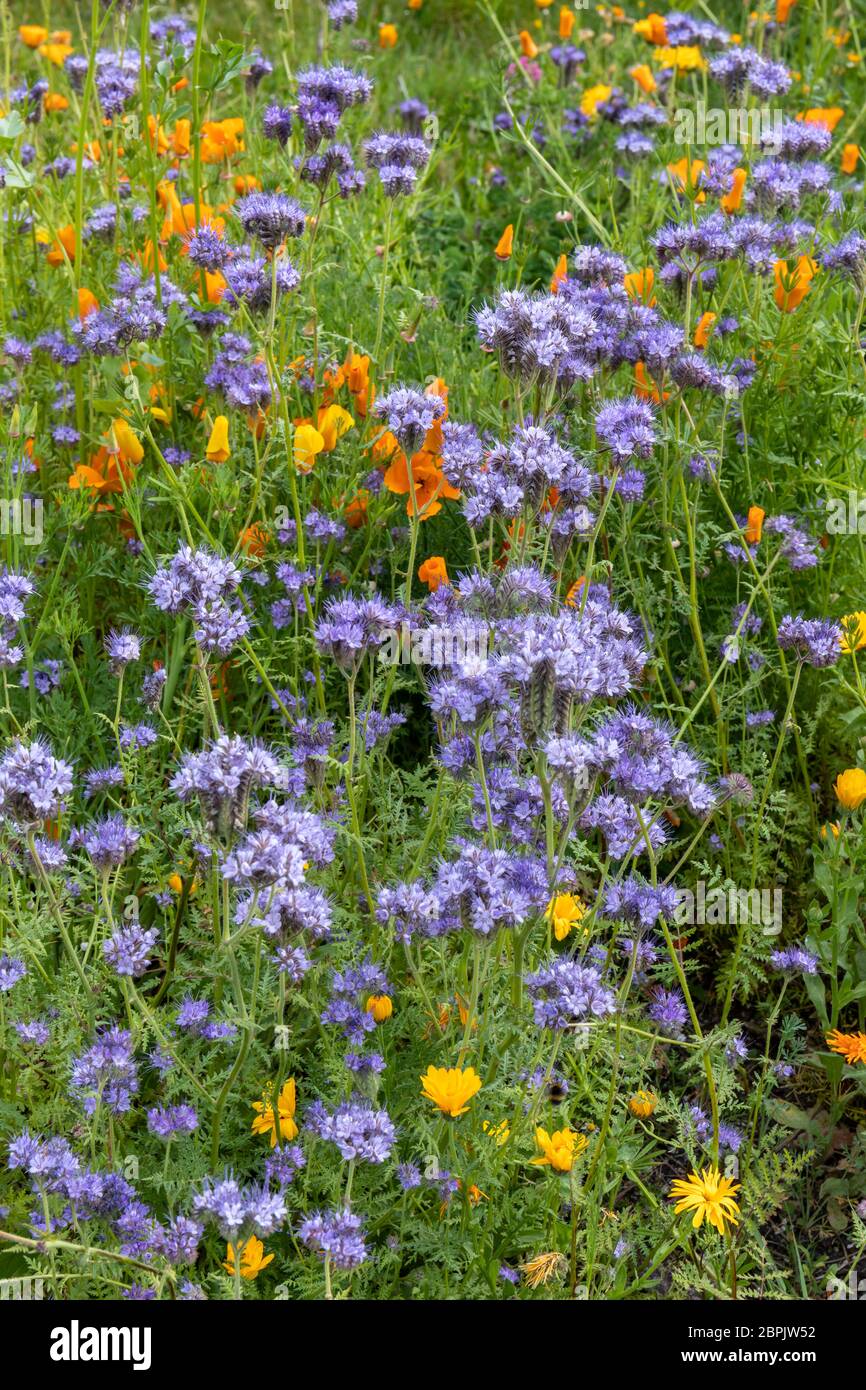 Close up of wildflowers flowering in a border on the edge of a park in England, UK. Phacelia Green Manure Stock Photo