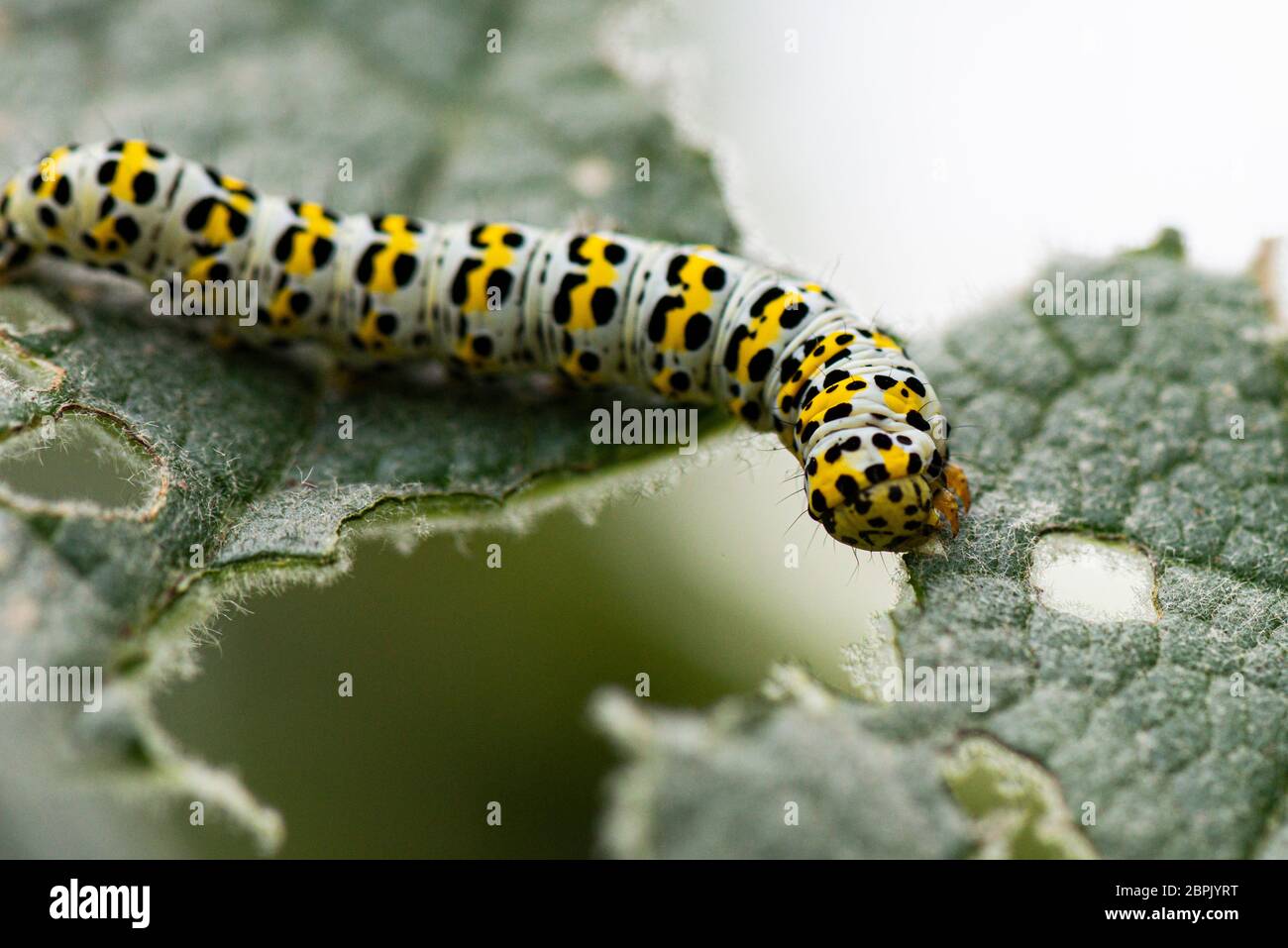 A mullein moth caterpillar (Cucullia verbasci) eating the leaf of a mullein (Verbascum) Stock Photo