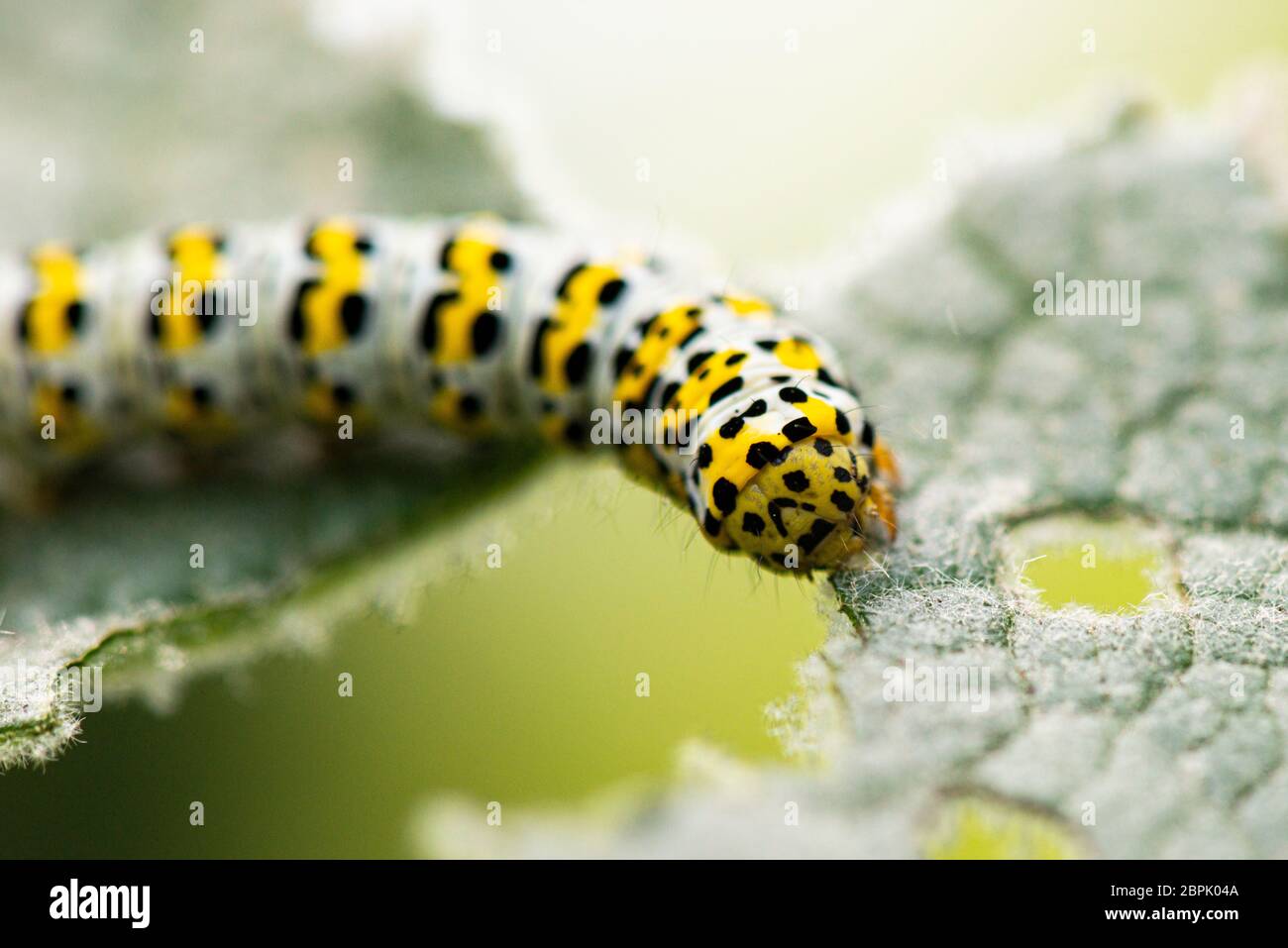 A mullein moth caterpillar (Cucullia verbasci) eating the leaf of a mullein (Verbascum) Stock Photo