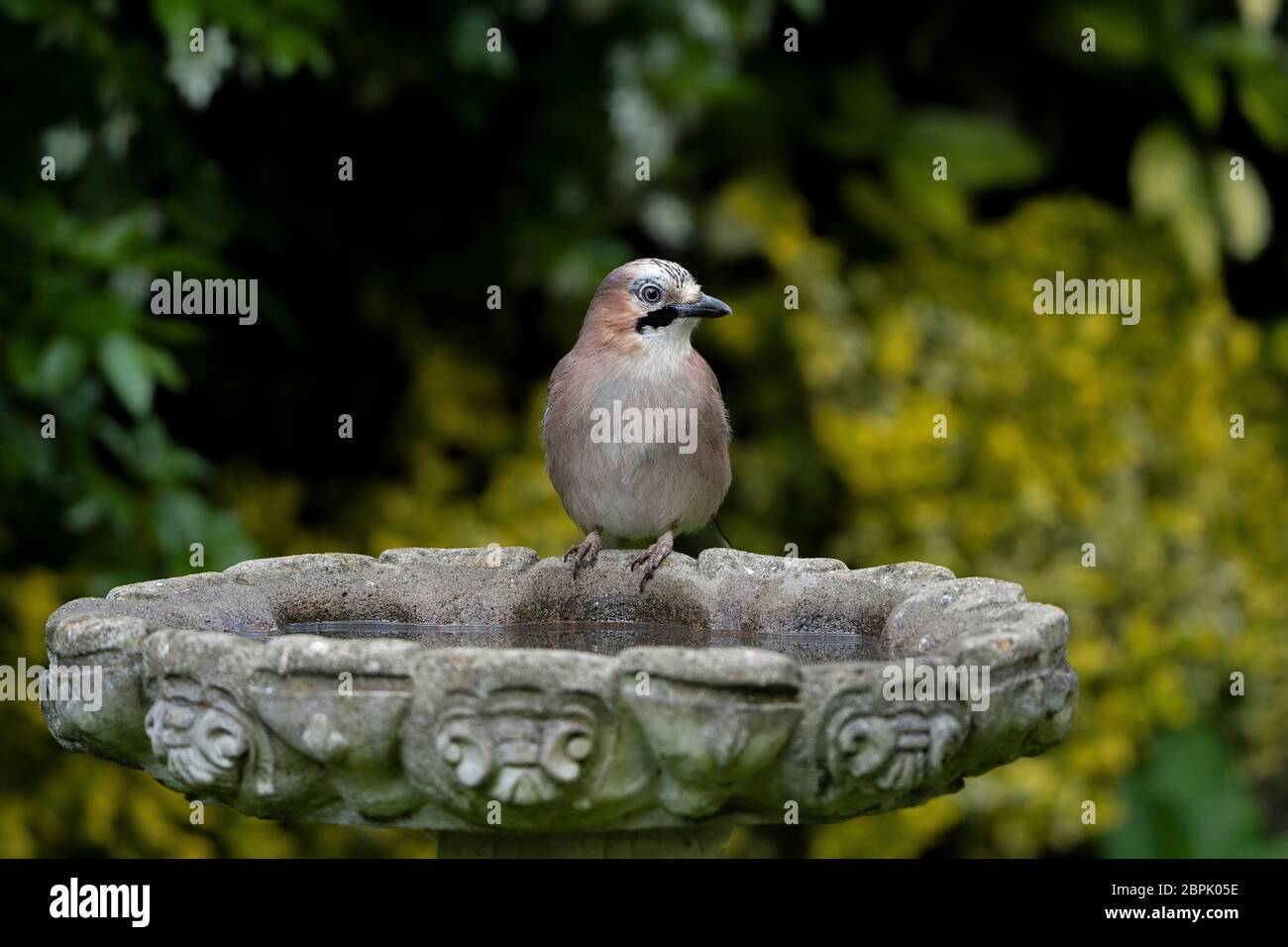 Jay-Garrulus glandarius perches on a Bird bath. Spring Stock Photo