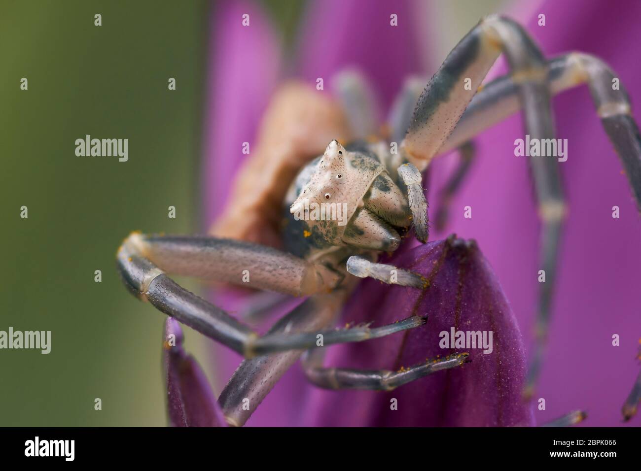 crab spider (Misumena vatia) stalking prey on a flower Stock Photo