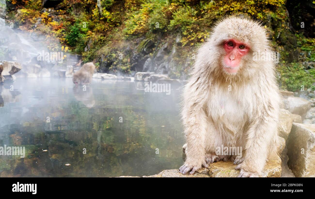 The nature and wildlife concept - japanese macaque or snow monkey in hot spring of jigokudani park Stock Photo