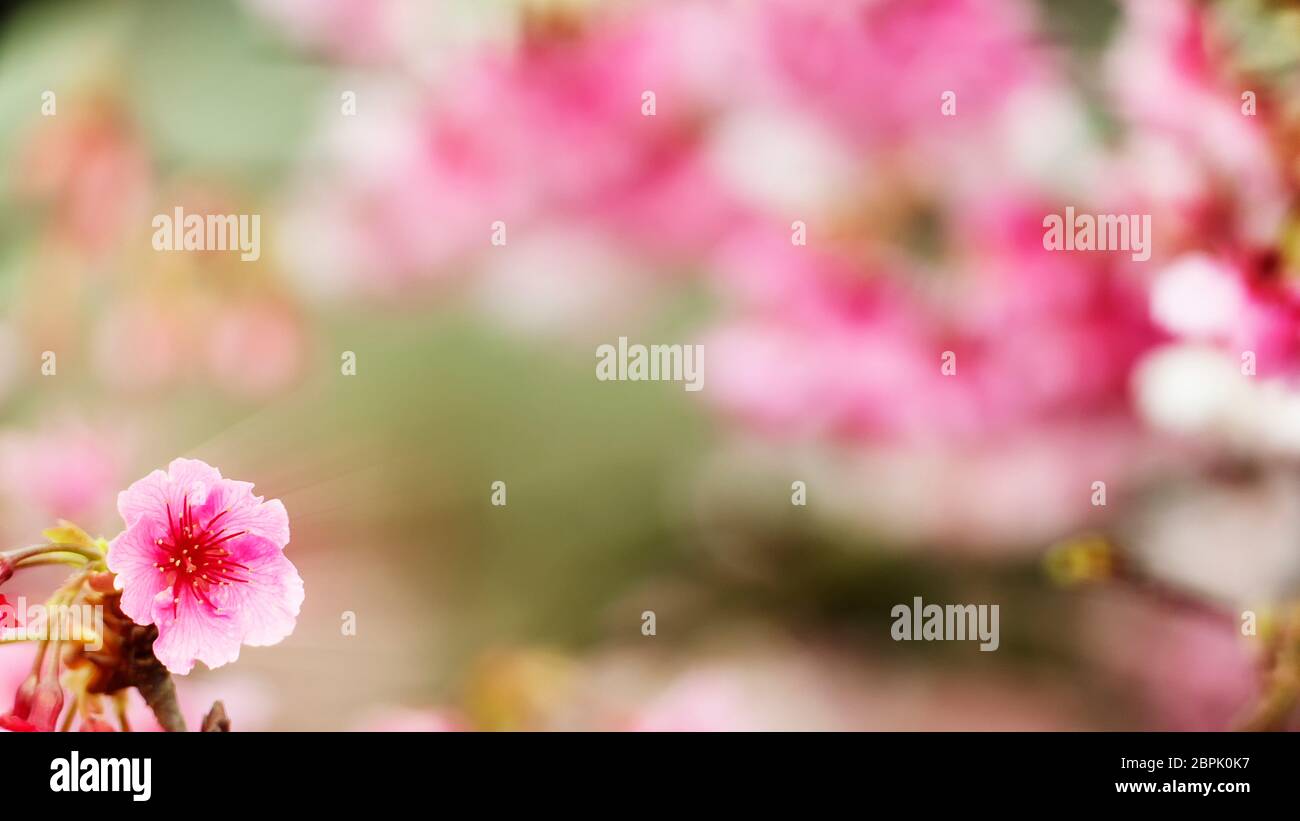 The Sakura Flower or Cherry Blossom With Beautiful Nature Background ...