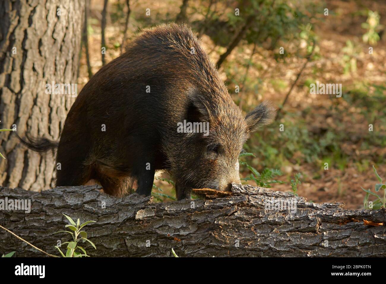European wild boar (Sus scrofa) searching for food in the Sierra de las Nieves, Malaga. Spain Stock Photo