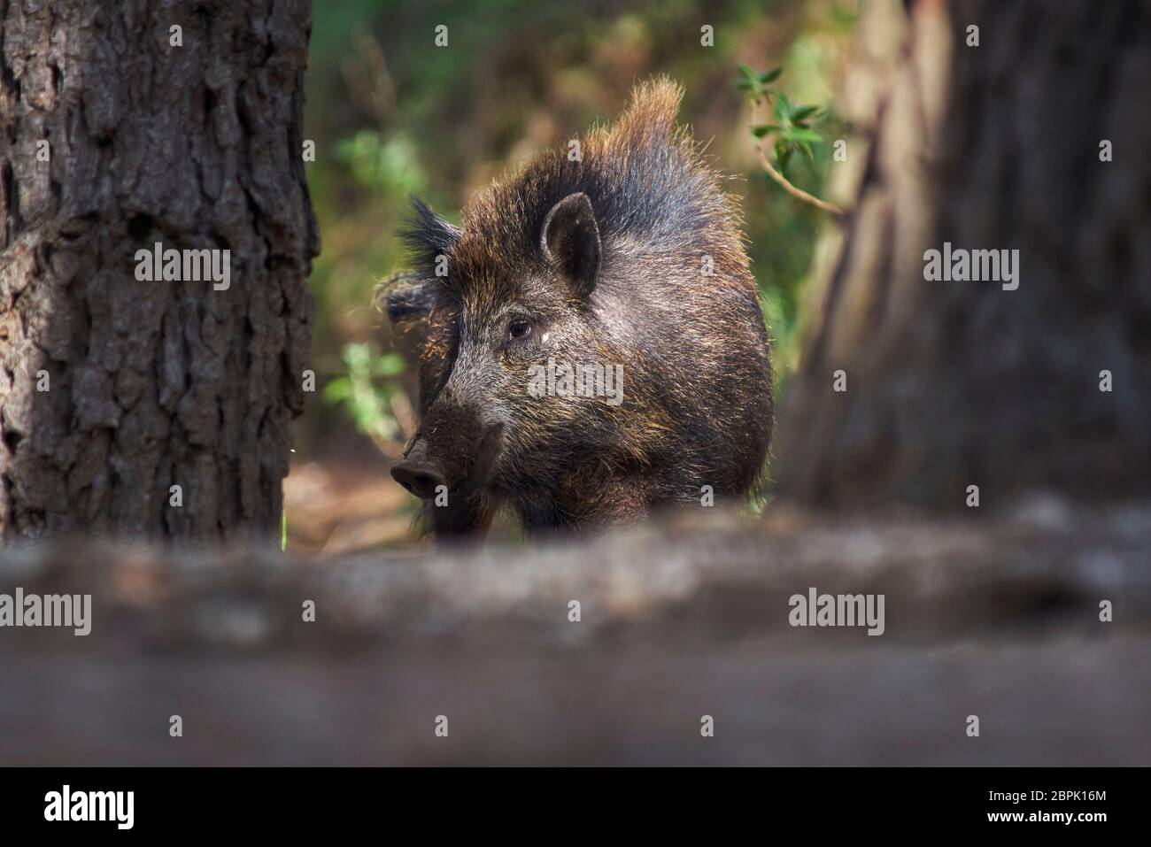 European wild boar about to attack in the Sierra de las Nieves in Malaga. Spain Stock Photo