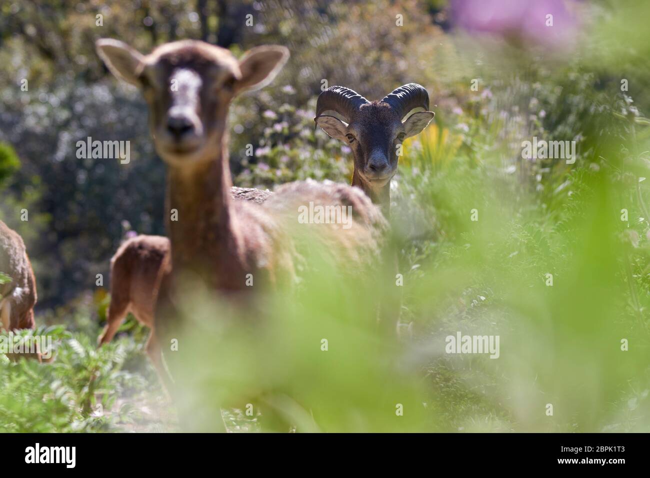 female European mouflon (Ovis orientalis musimon) in Sierra de las Nieves, Malaga. Spain Stock Photo
