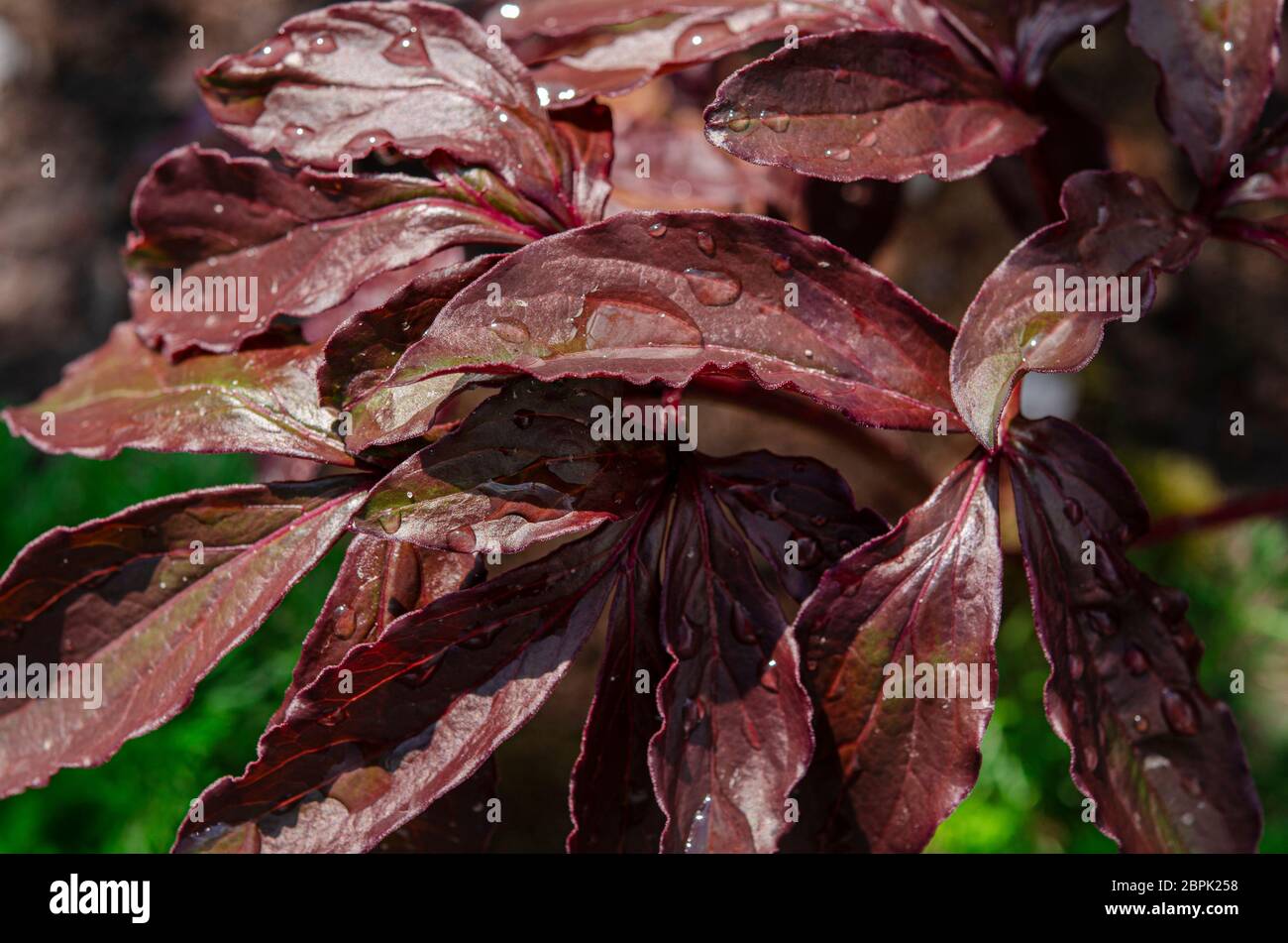 Red leaves of a young peony bush with raindrops Stock Photo Alamy