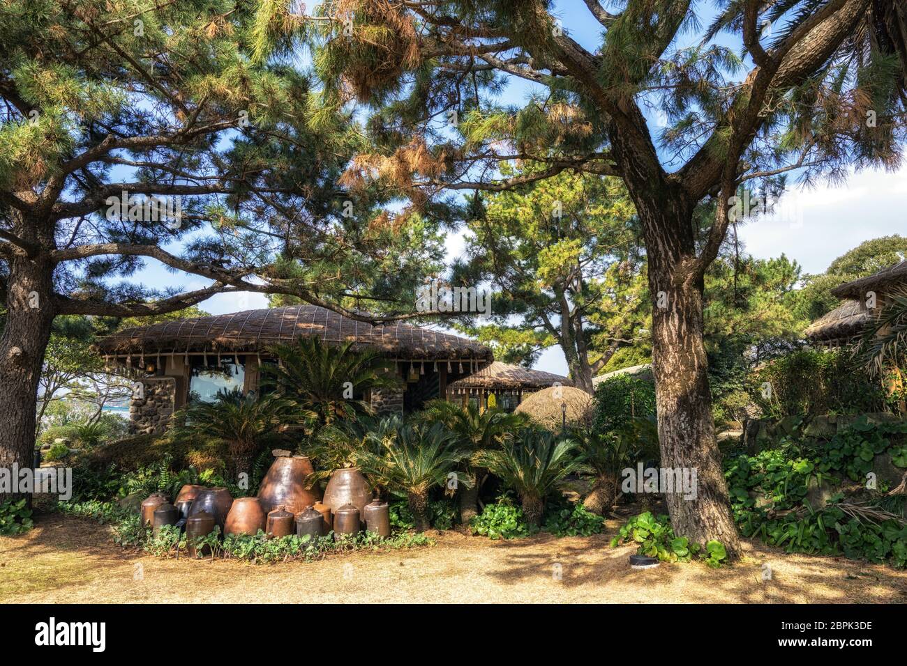 Straw thatched roofs of traditional jeju houses in jeju island village