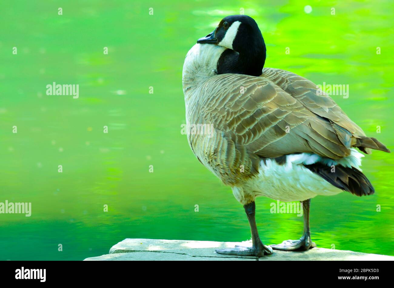 Wild duck by the lake at Wardown Park Luton, England Stock Photo