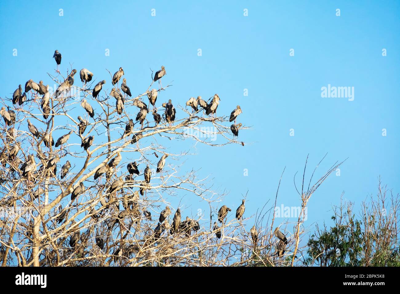 Great Egret Meeting Place, flock of birds sitting on tree Stock Photo ...