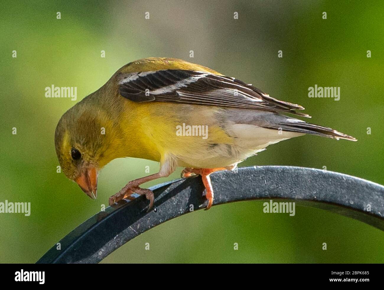 Down to peck Stock Photo