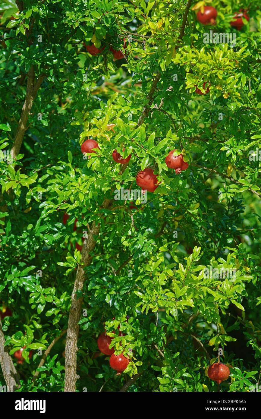 Pomegranate tree or Socotran pomegranate (Punica protopunica) Stock Photo