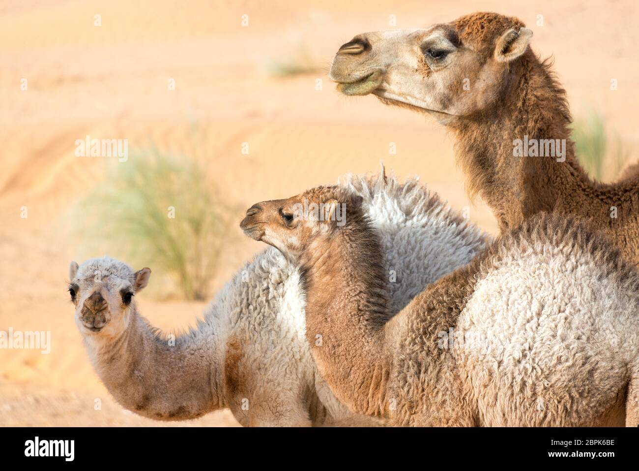 Family of three camels standing together in the Sahara Desert near Douz, Tunisia Stock Photo
