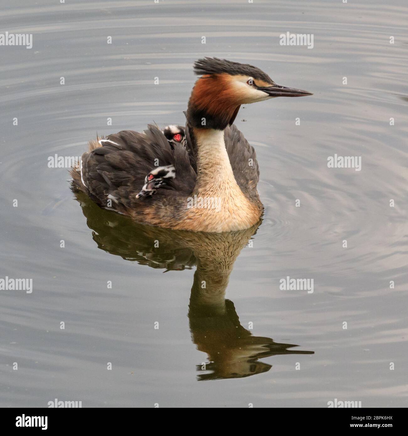 Haltern am See, NRW, Germany. 19th May, 2020. Two little great crested grebe (Podiceps cristatus) babies, still with their distinctive black and white striped heads, hitch a ride with mum on her back whilst the male attempts to feed his brood. Credit: Imageplotter/Alamy Live News Stock Photo