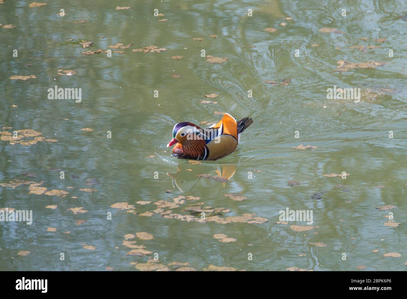 Mandarin duck close up from Sile river natural park. Italian wildlife ...
