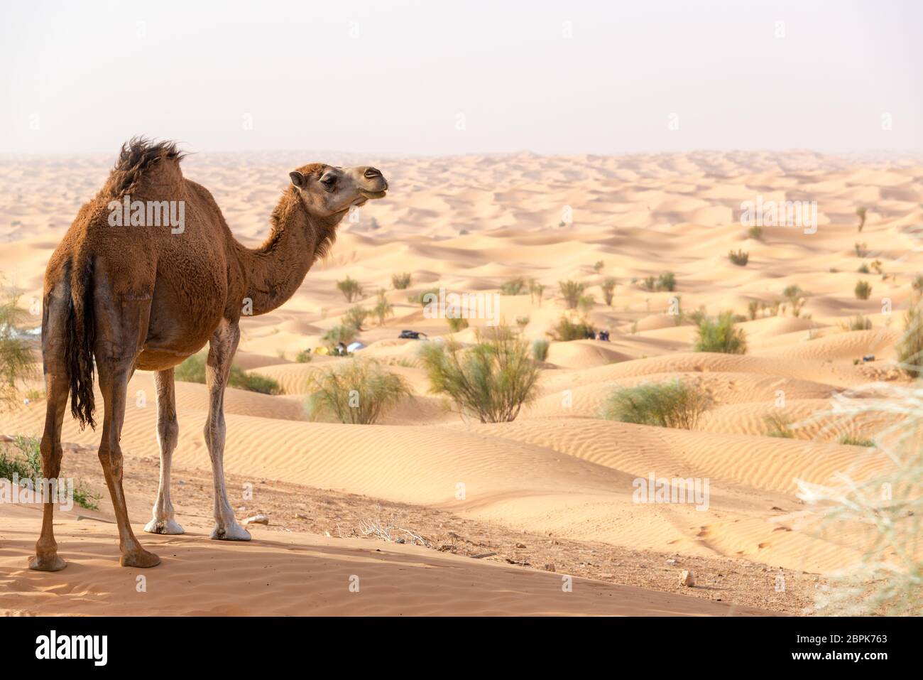 Camel on a sand dune looking out over the Sahara Desert near Douz, Tunisia Stock Photo