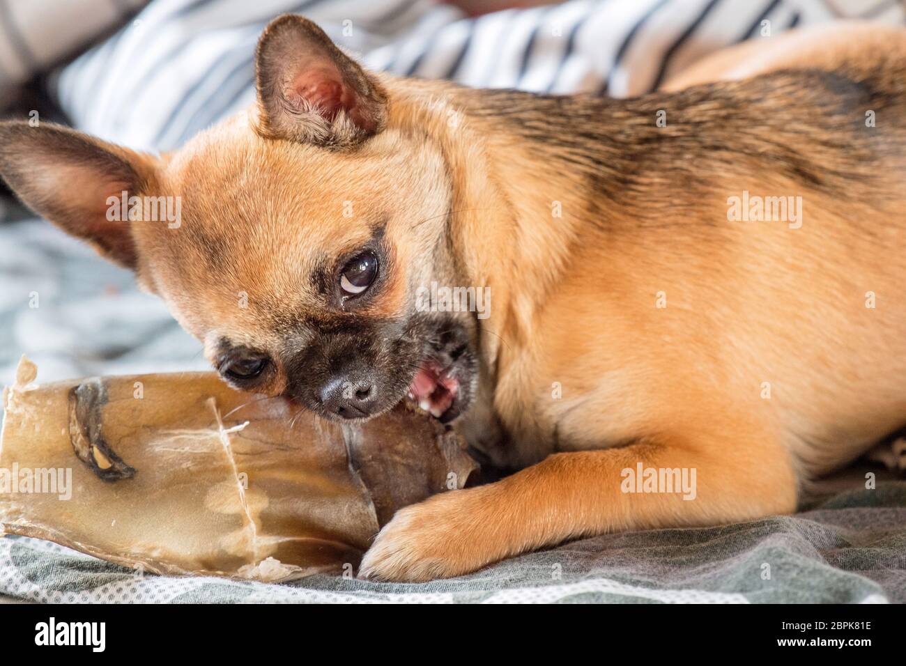 chihuahua puppy is chewing a treat Stock Photo Alamy