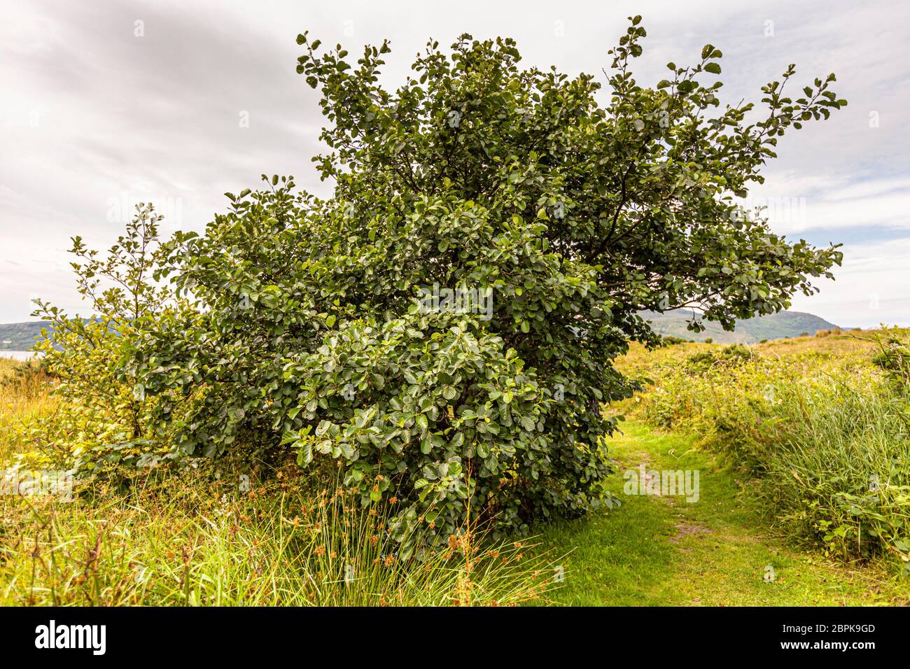 Mulberry Tree growing wild in Campbeltown, Scotland Stock Photo Alamy
