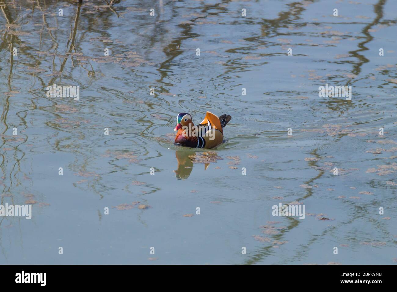 Mandarin duck close up from Sile river natural park. Italian wildlife ...